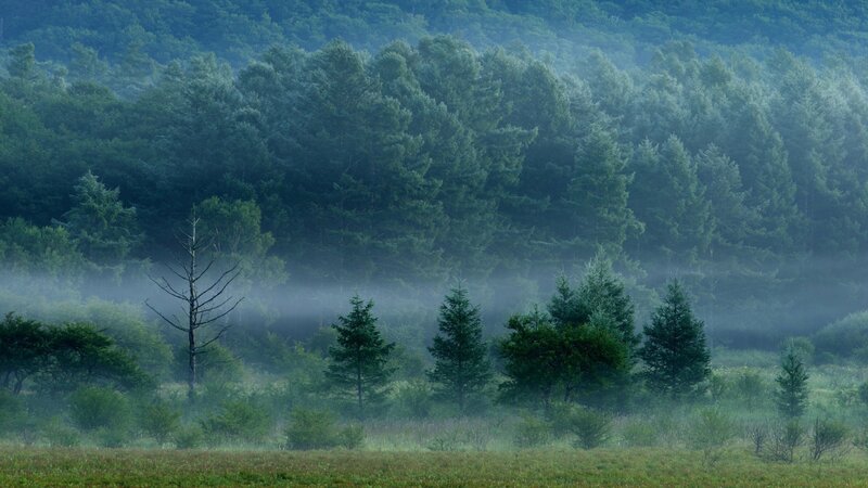 Misty Forest Landscape — Green, Serene, Morning