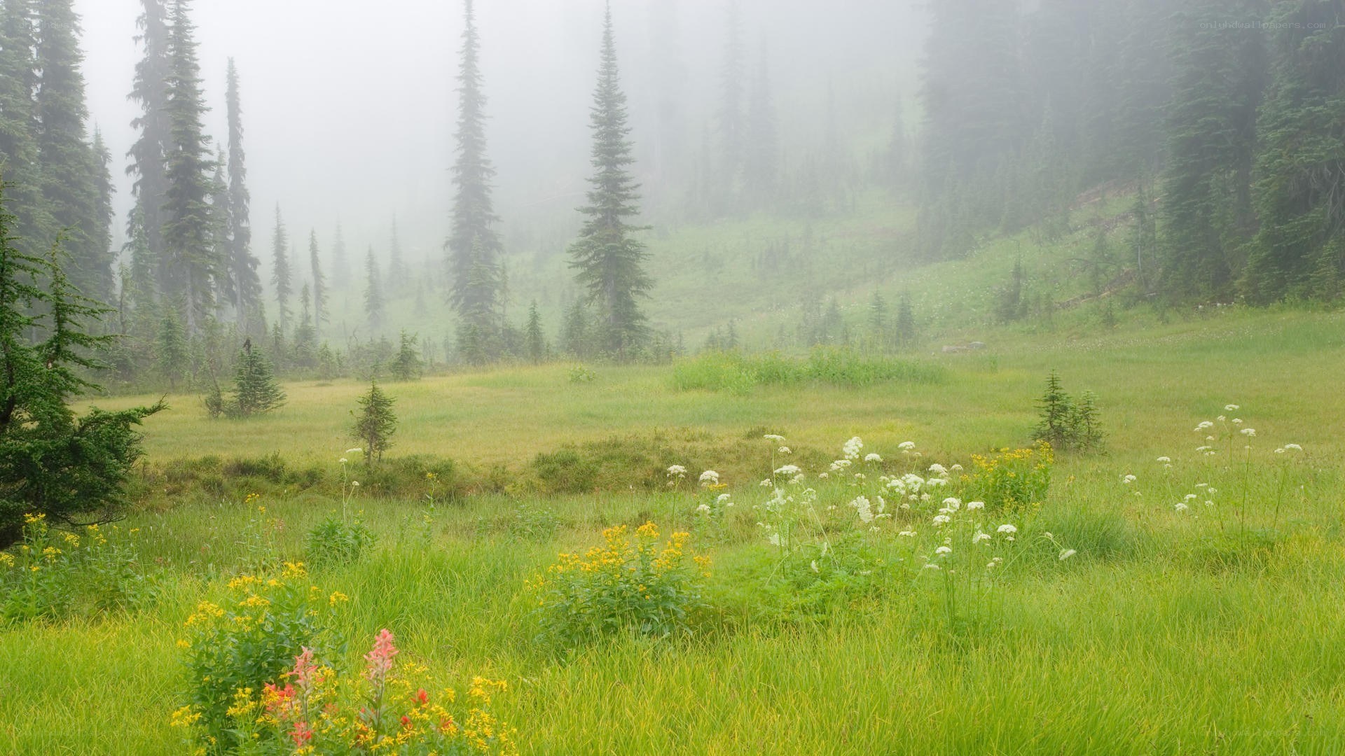 Misty forest meadow