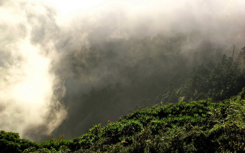 Misty forest mountain landscape