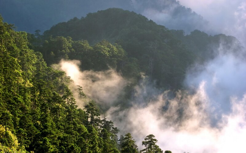 Misty forest mountain landscape