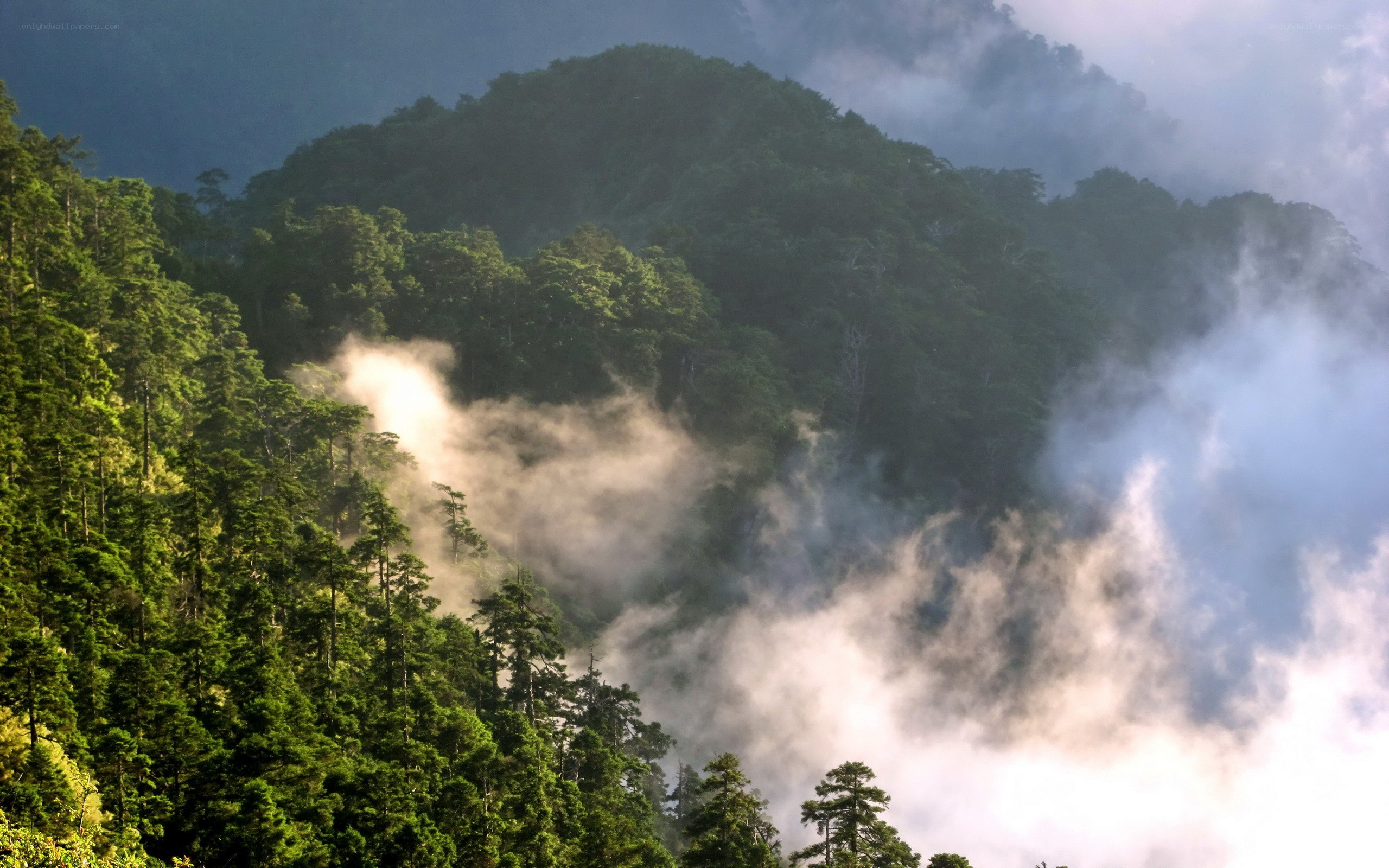 Misty forest mountain landscape