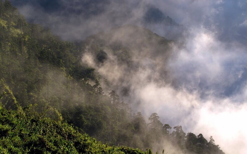 Misty forest mountain landscape