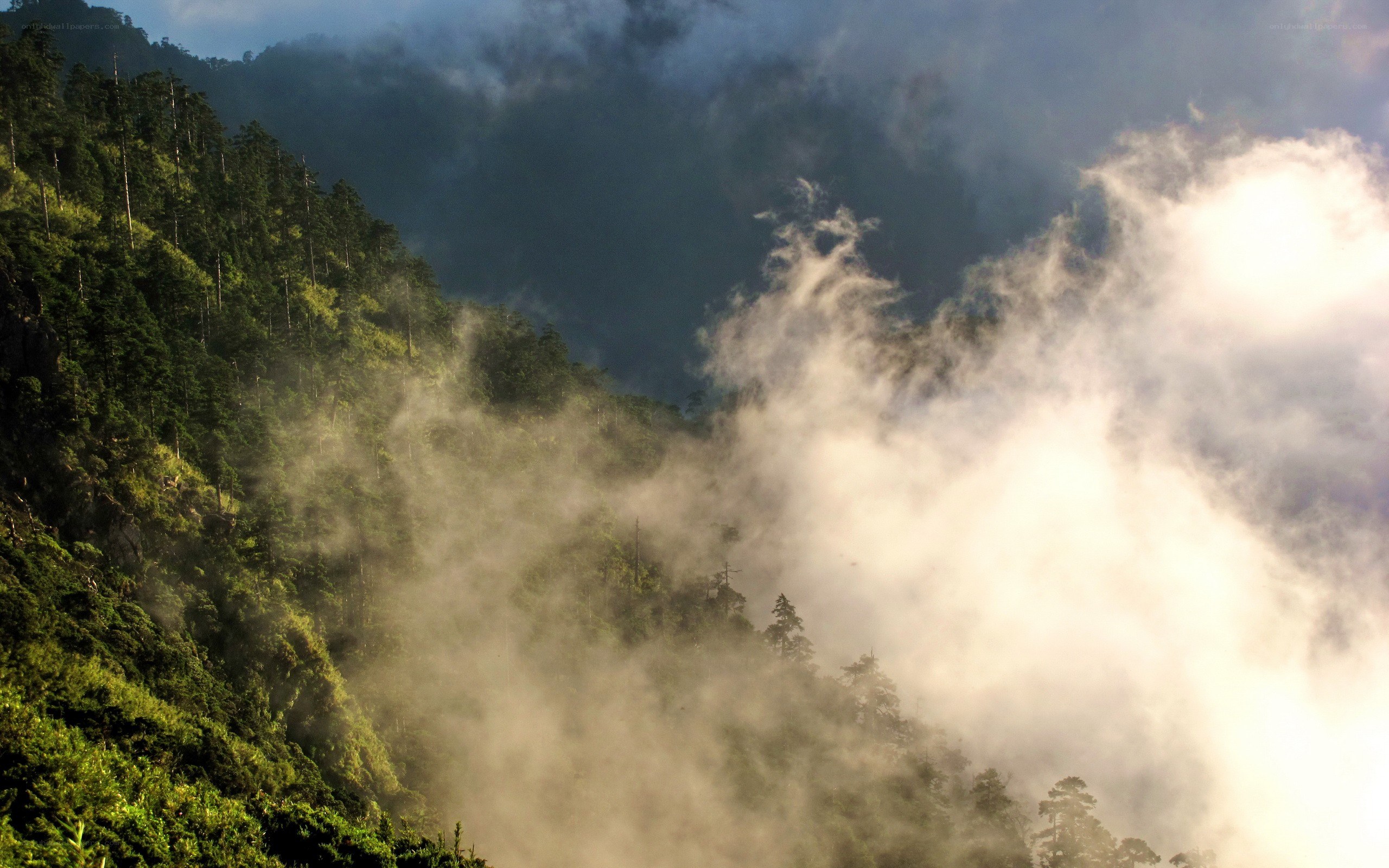 Misty forest mountain landscape