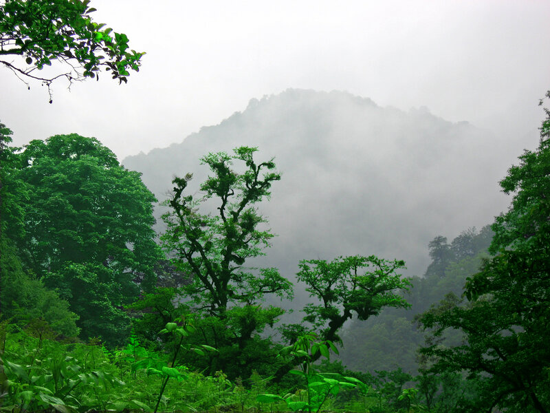 Misty forest mountain landscape