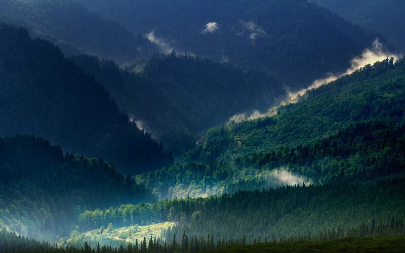 Misty Forest Mountains — Green, Serene