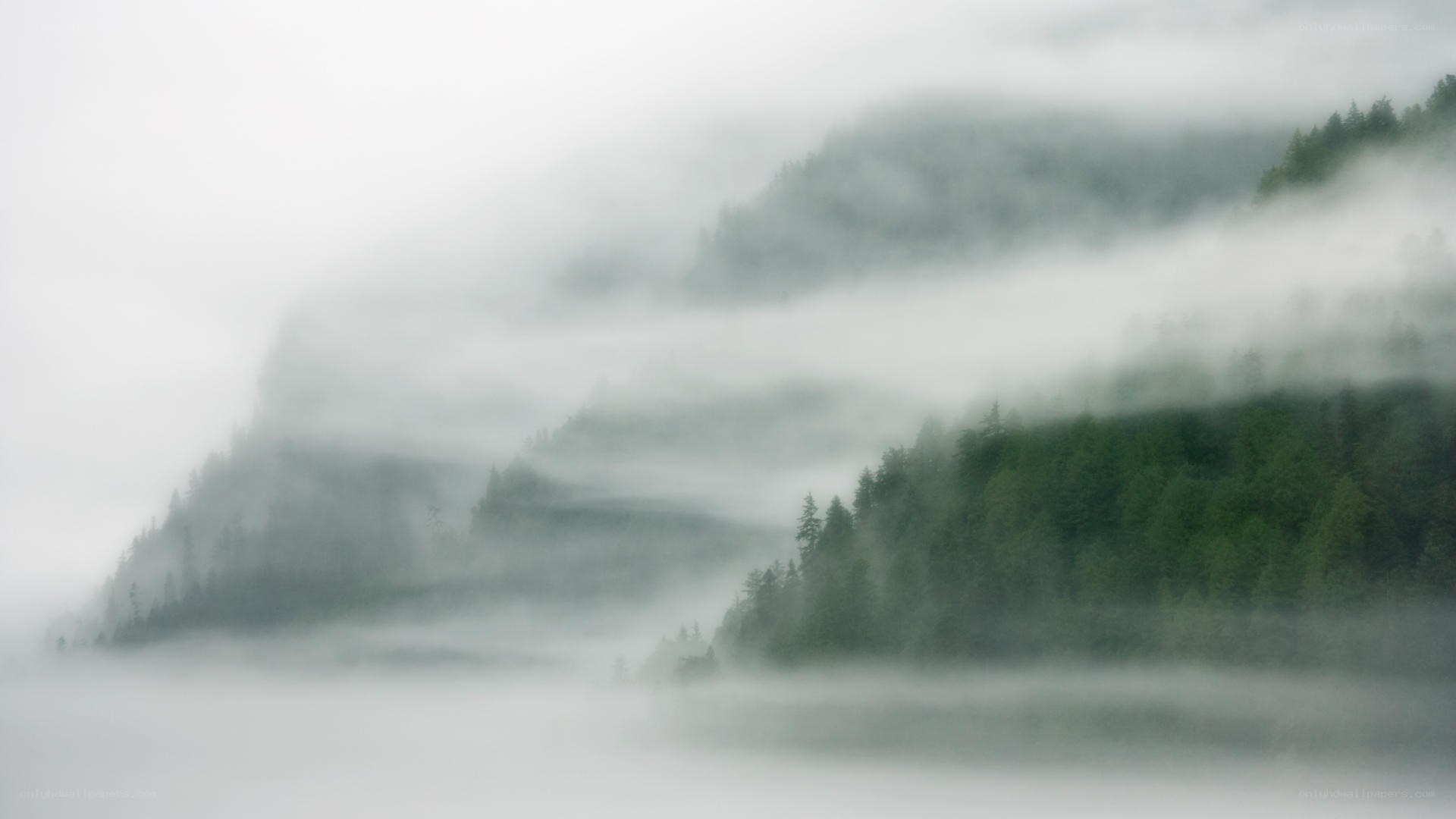 Misty forest mountains