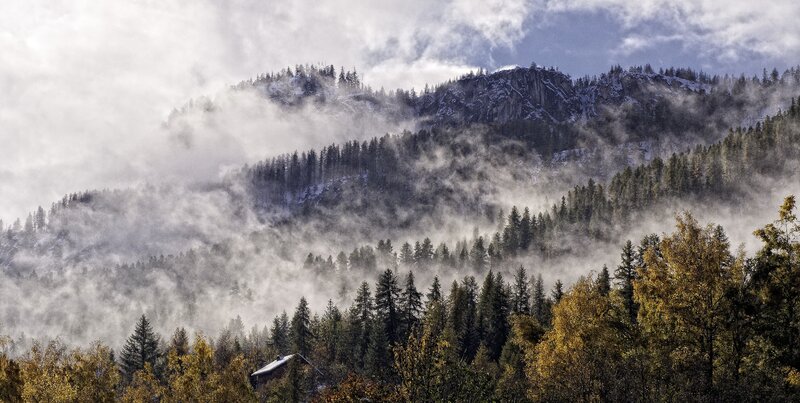 Misty forest mountainscape