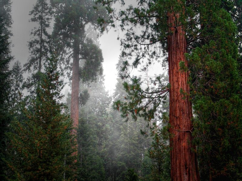 Misty forest of giant sequoias
