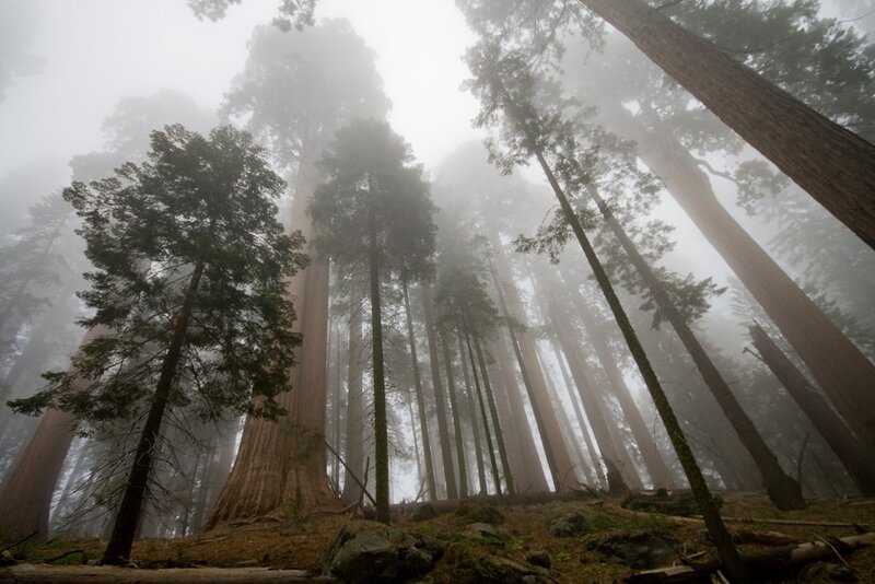 Misty forest of giant sequoias