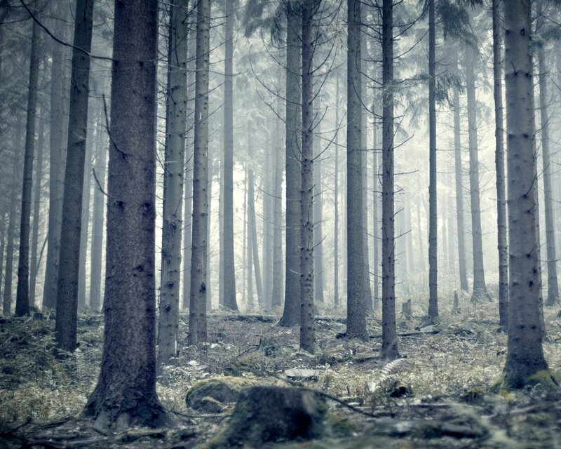 Misty forest of tall trees