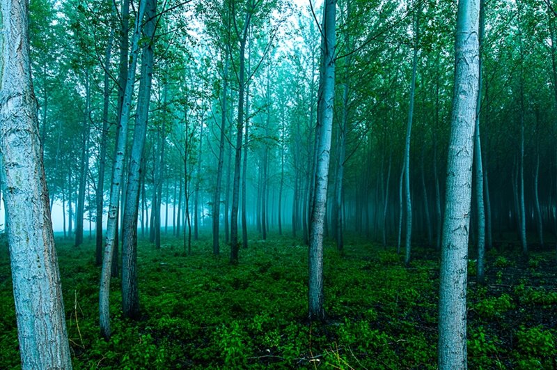 misty forest of tall trees