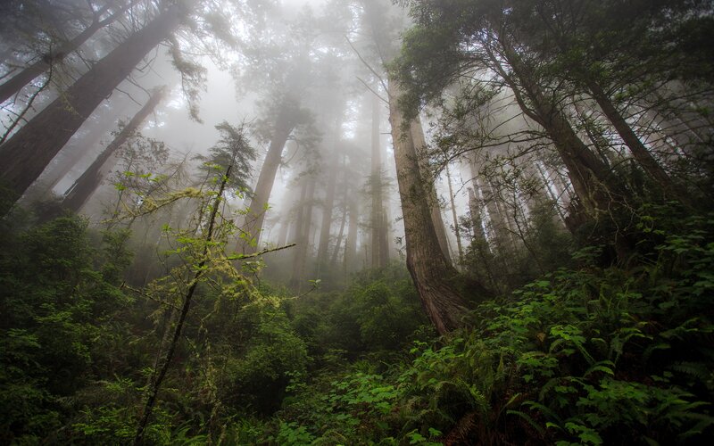 Misty forest of tall trees
