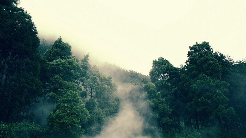 Misty forest on a foggy day