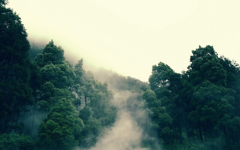 Misty Forest on a Hill — Green, Serene, Morning