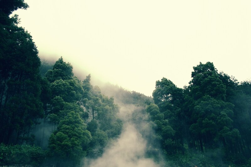 Misty Forest on a Hill — Green