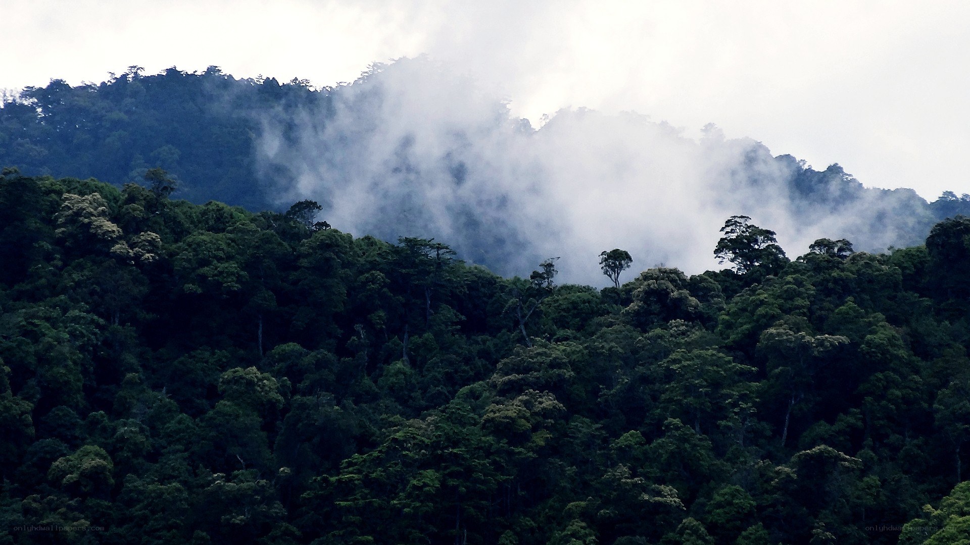 Misty forest on a hillside