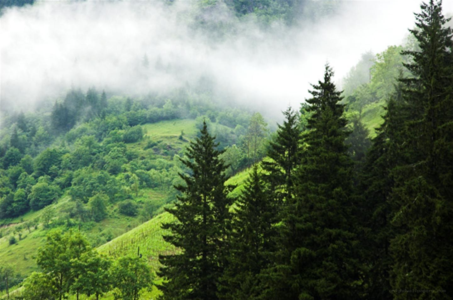 Misty forest on a hillside