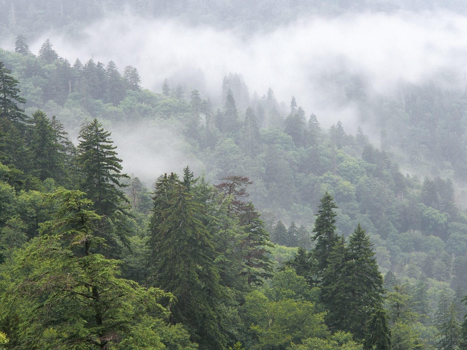 Misty forest on a mountain slope