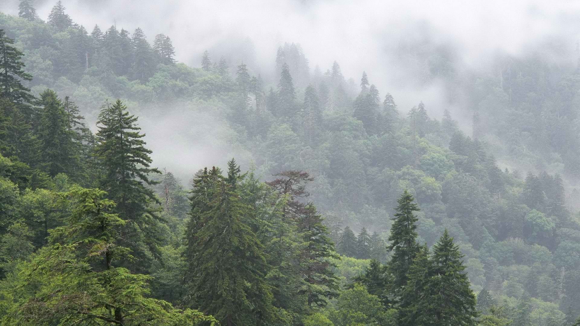 Misty forest on a mountain slope