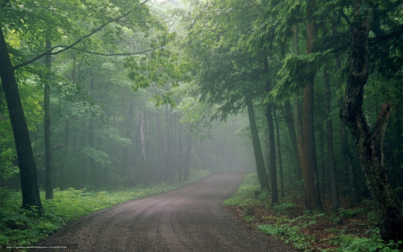 Misty forest path