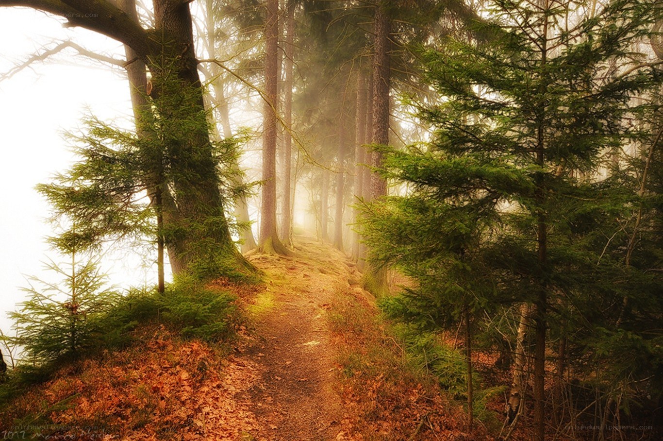 Misty forest path