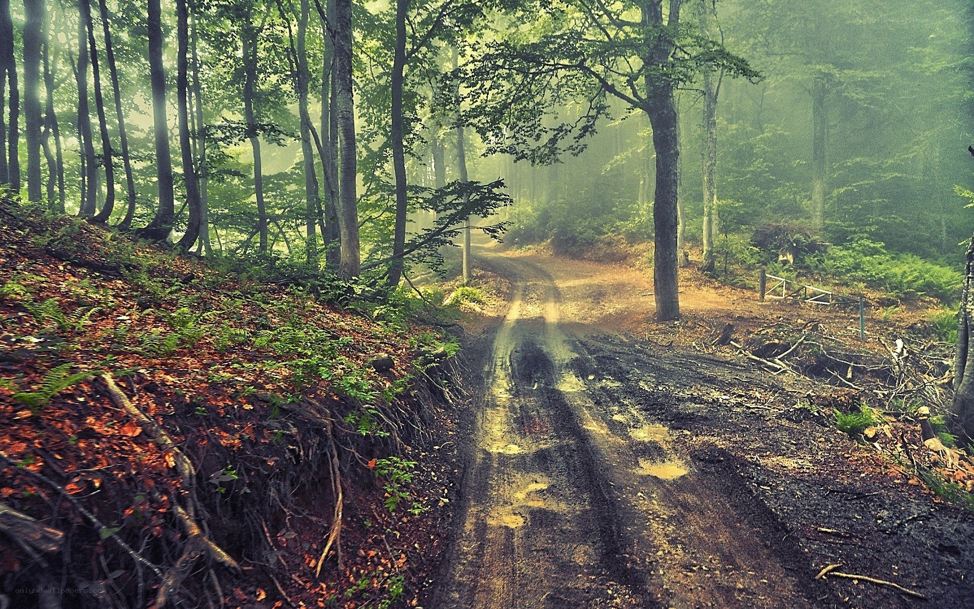 Misty forest path