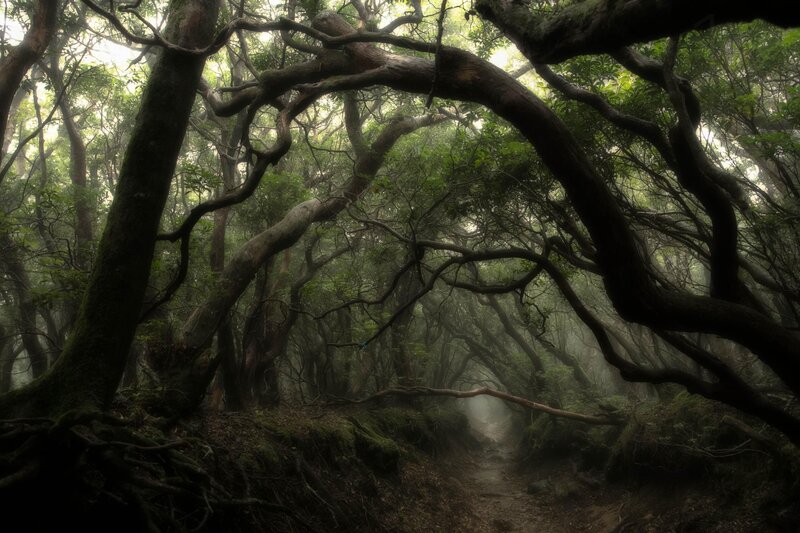Misty forest path