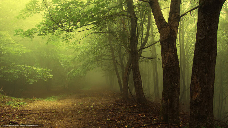 Misty forest path