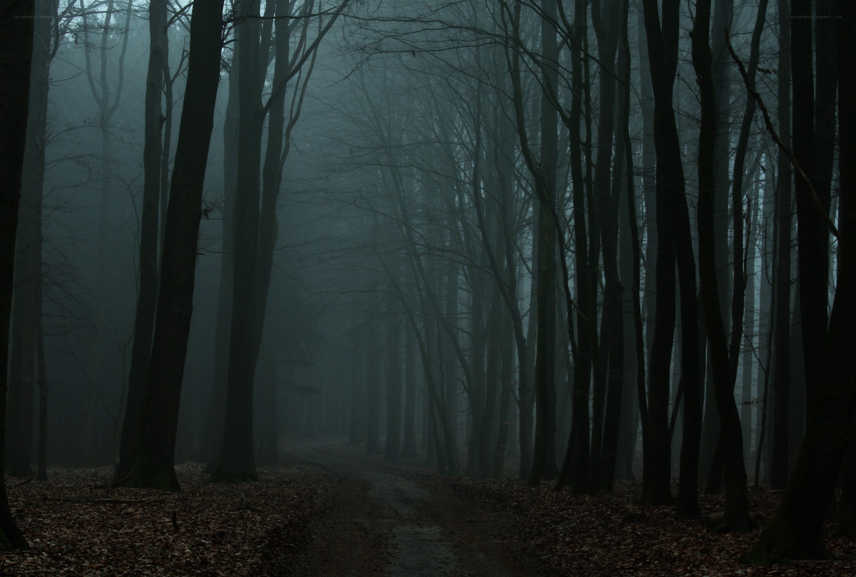 Misty forest path