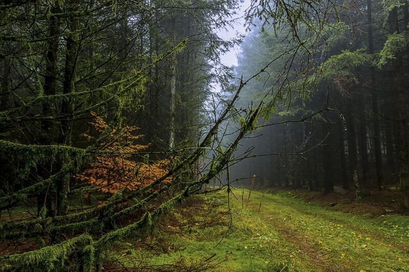 Misty forest path