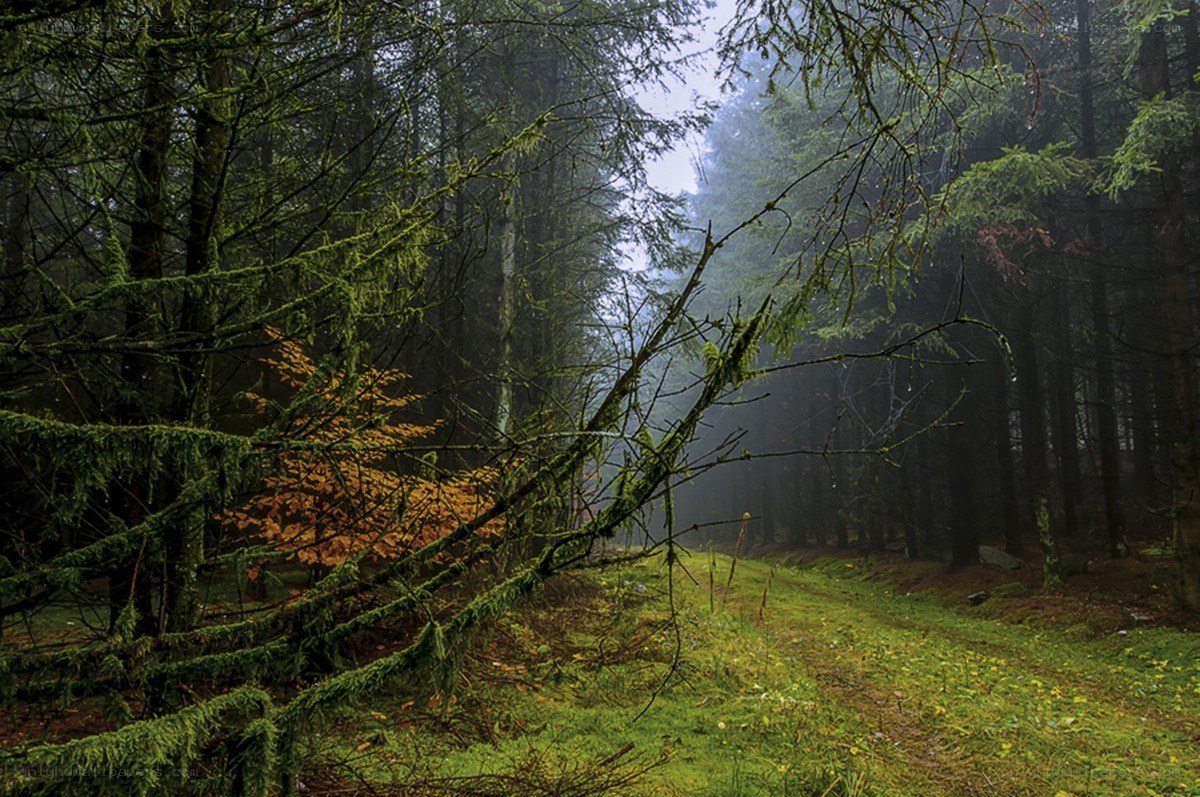Misty forest path