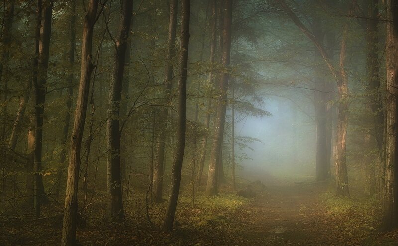 Misty forest path