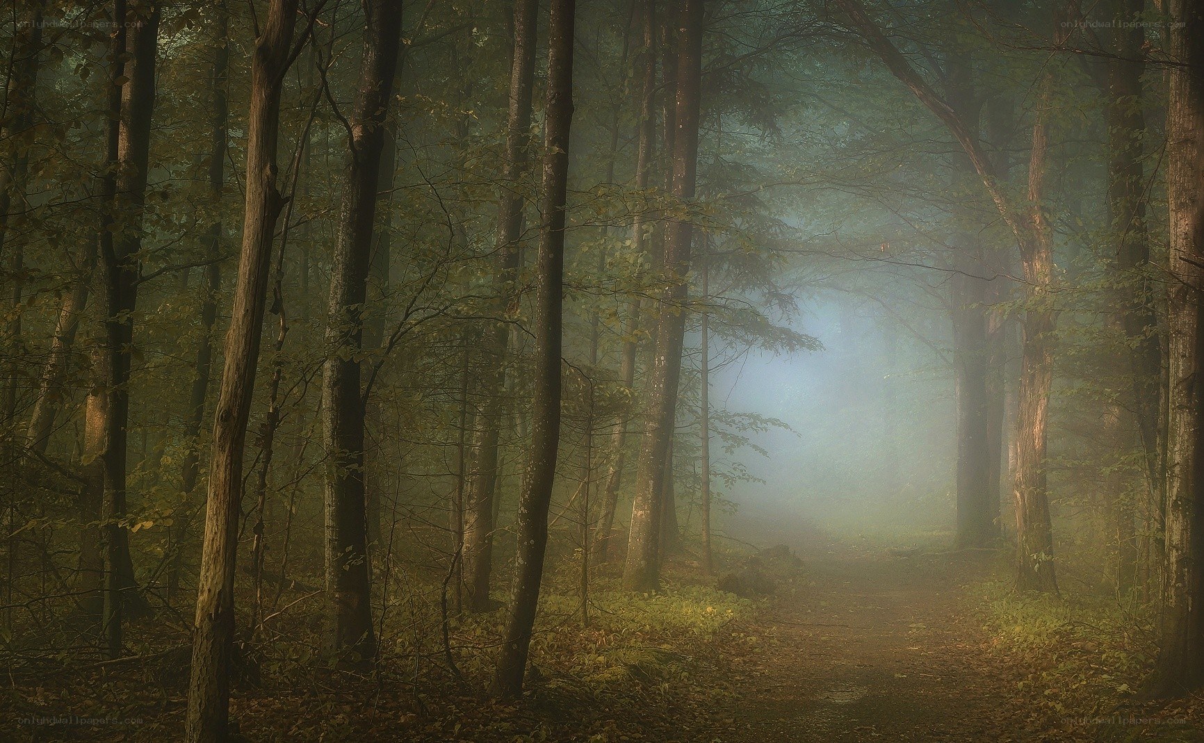 Misty forest path