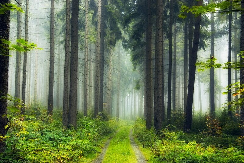 Misty forest path