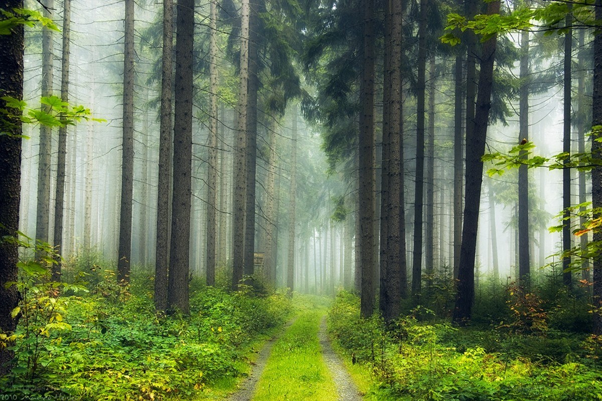 Misty forest path