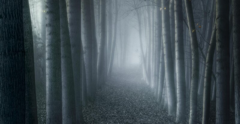 Misty forest path
