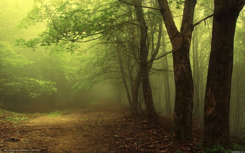 Misty forest path