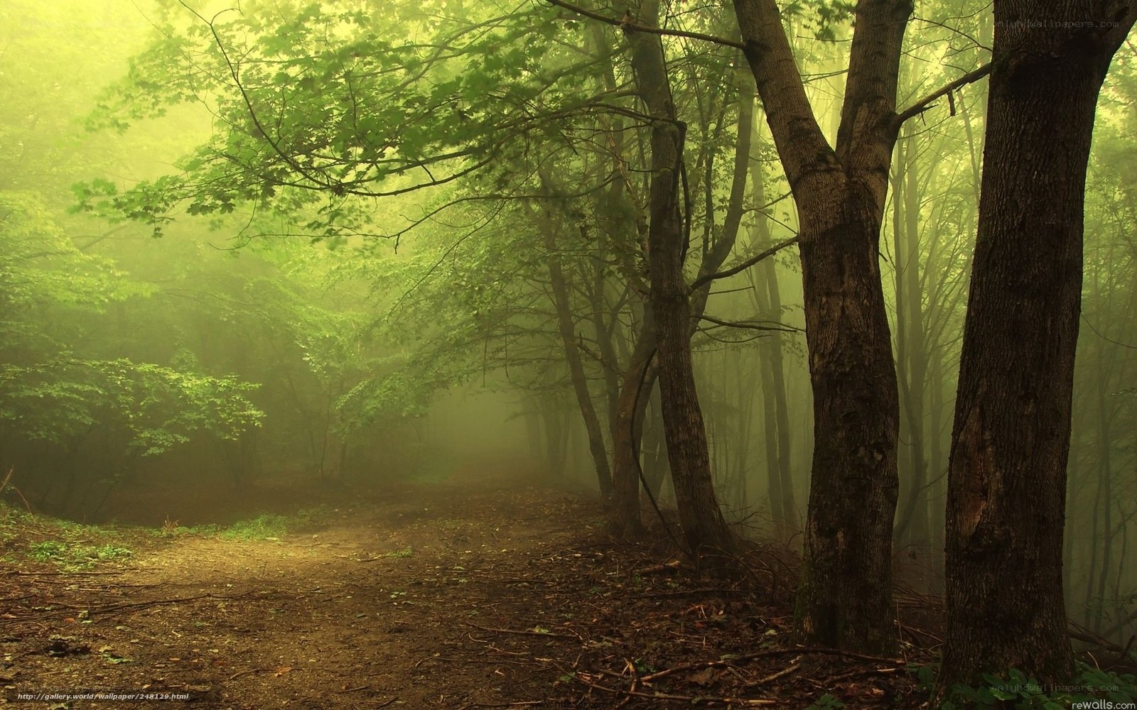 Misty forest path