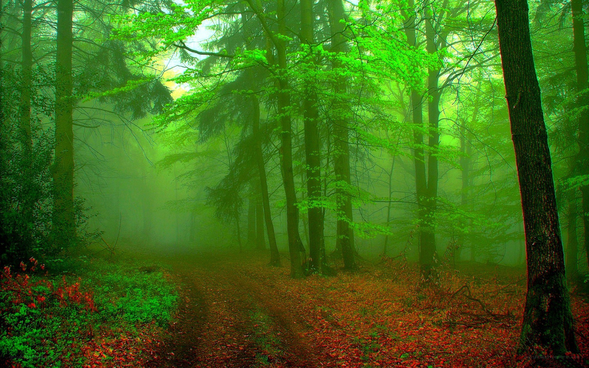 Misty forest path