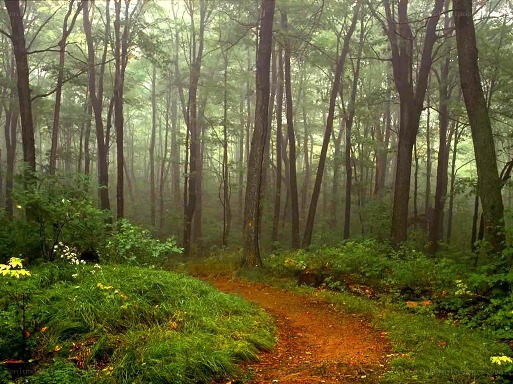 Misty forest path