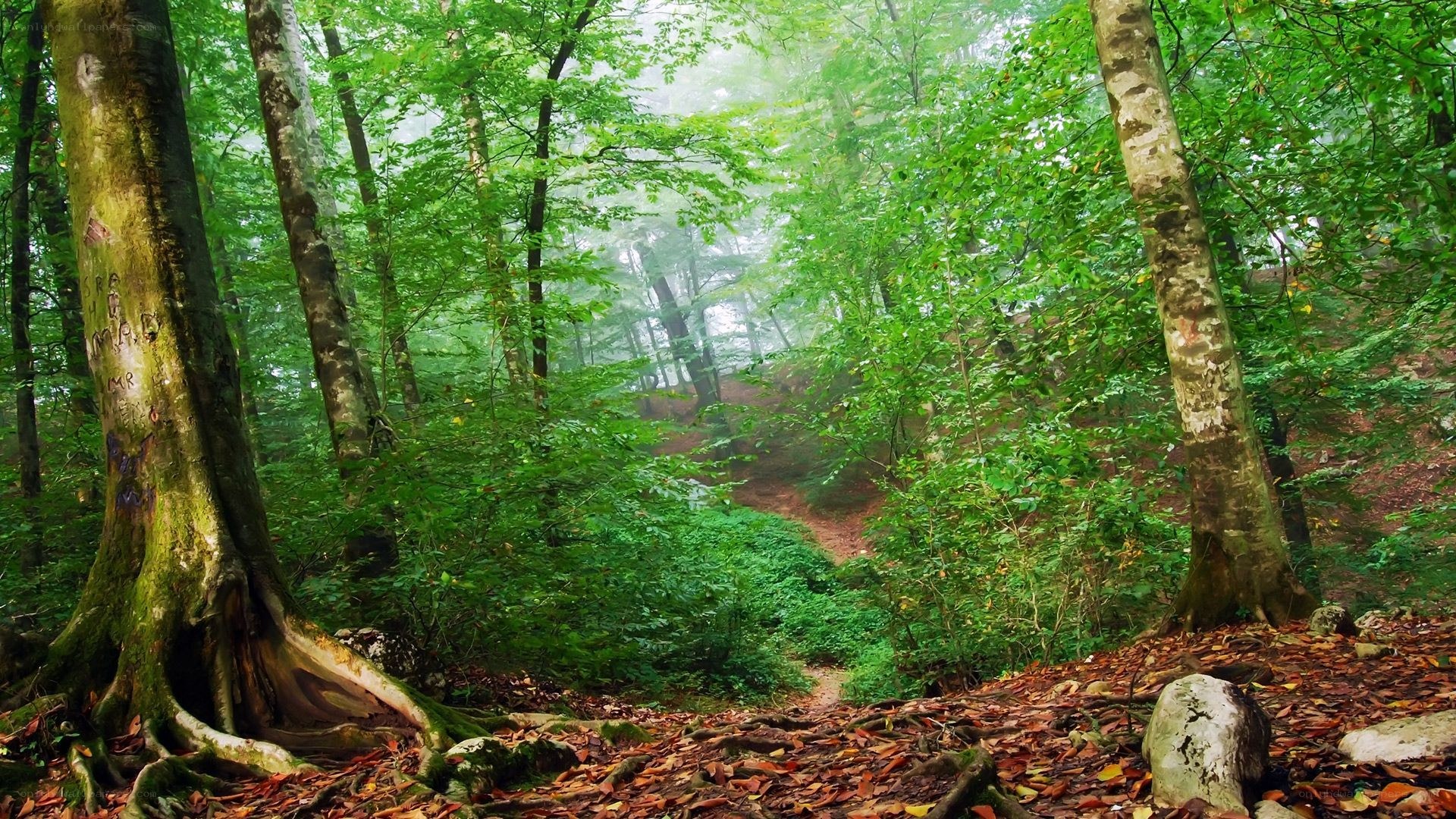 Misty forest path