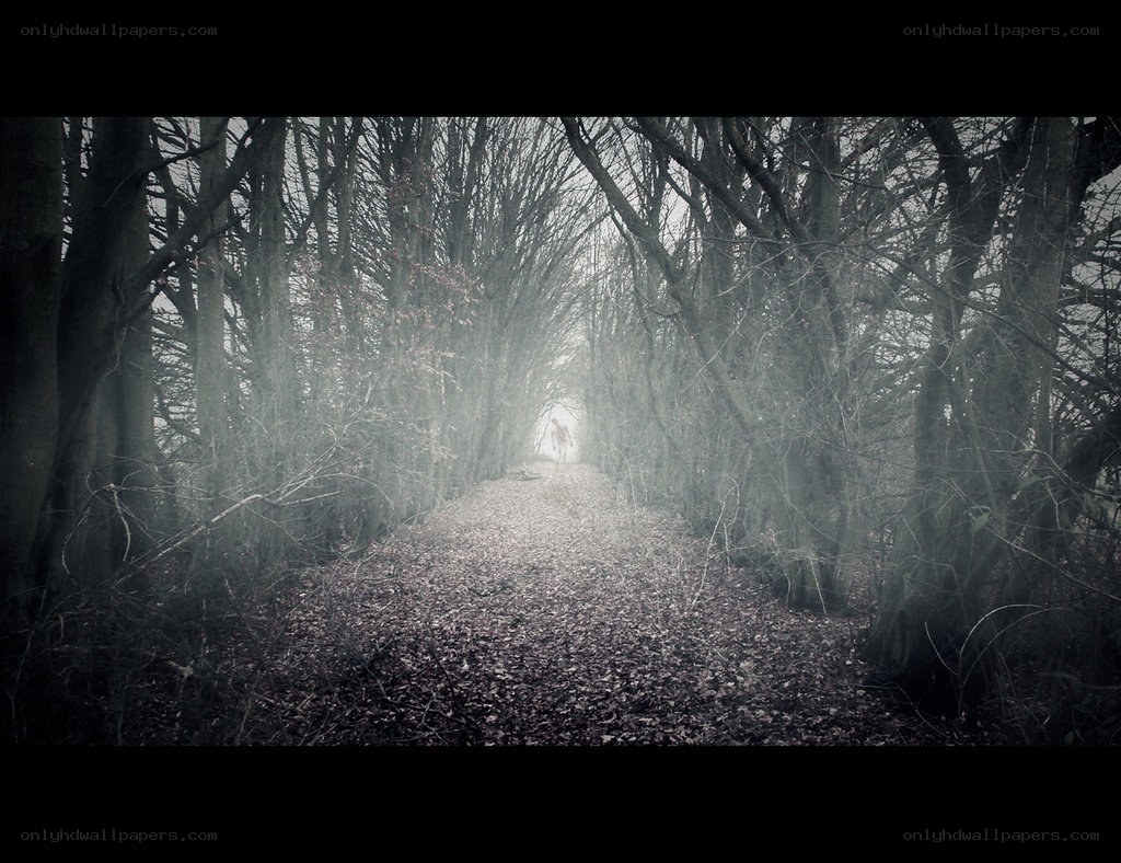 Misty forest path