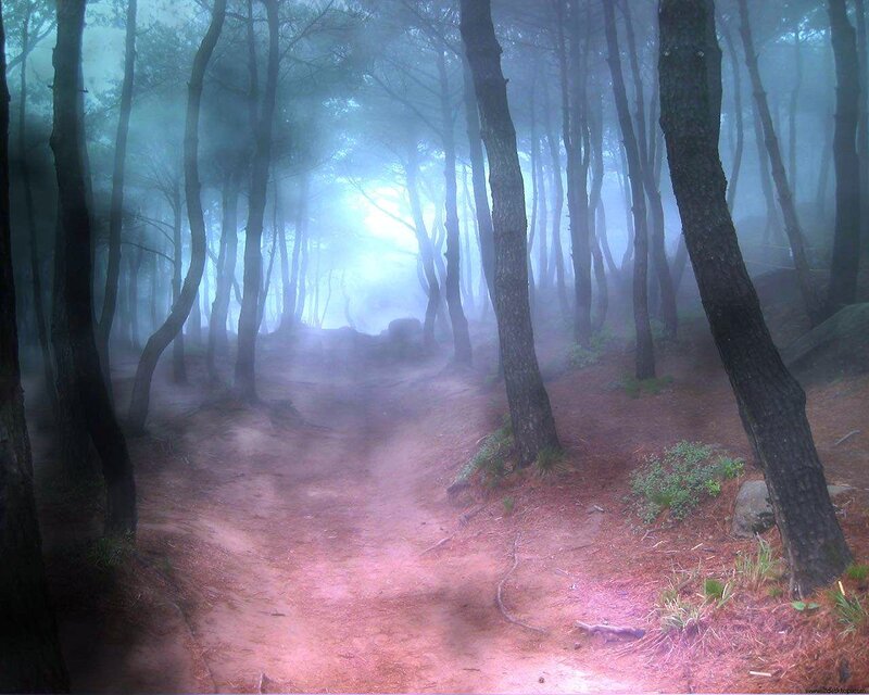 Misty forest path