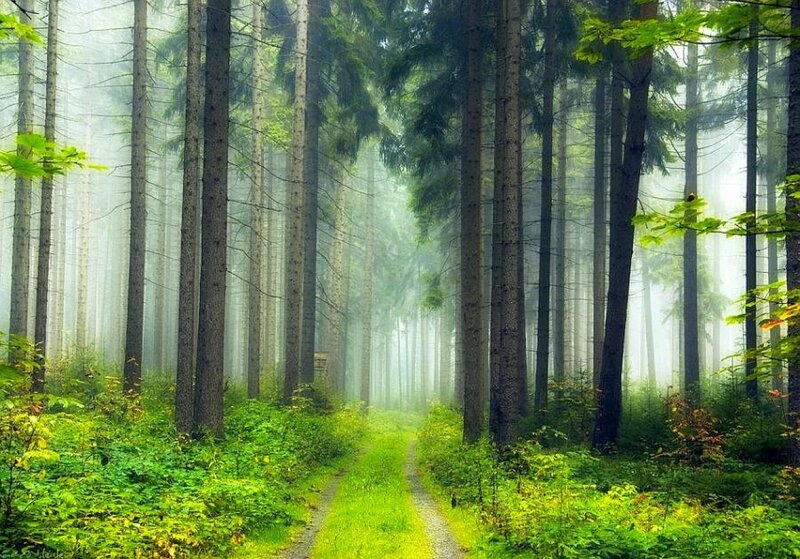 Misty forest path