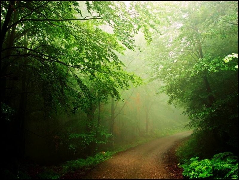 Misty forest path