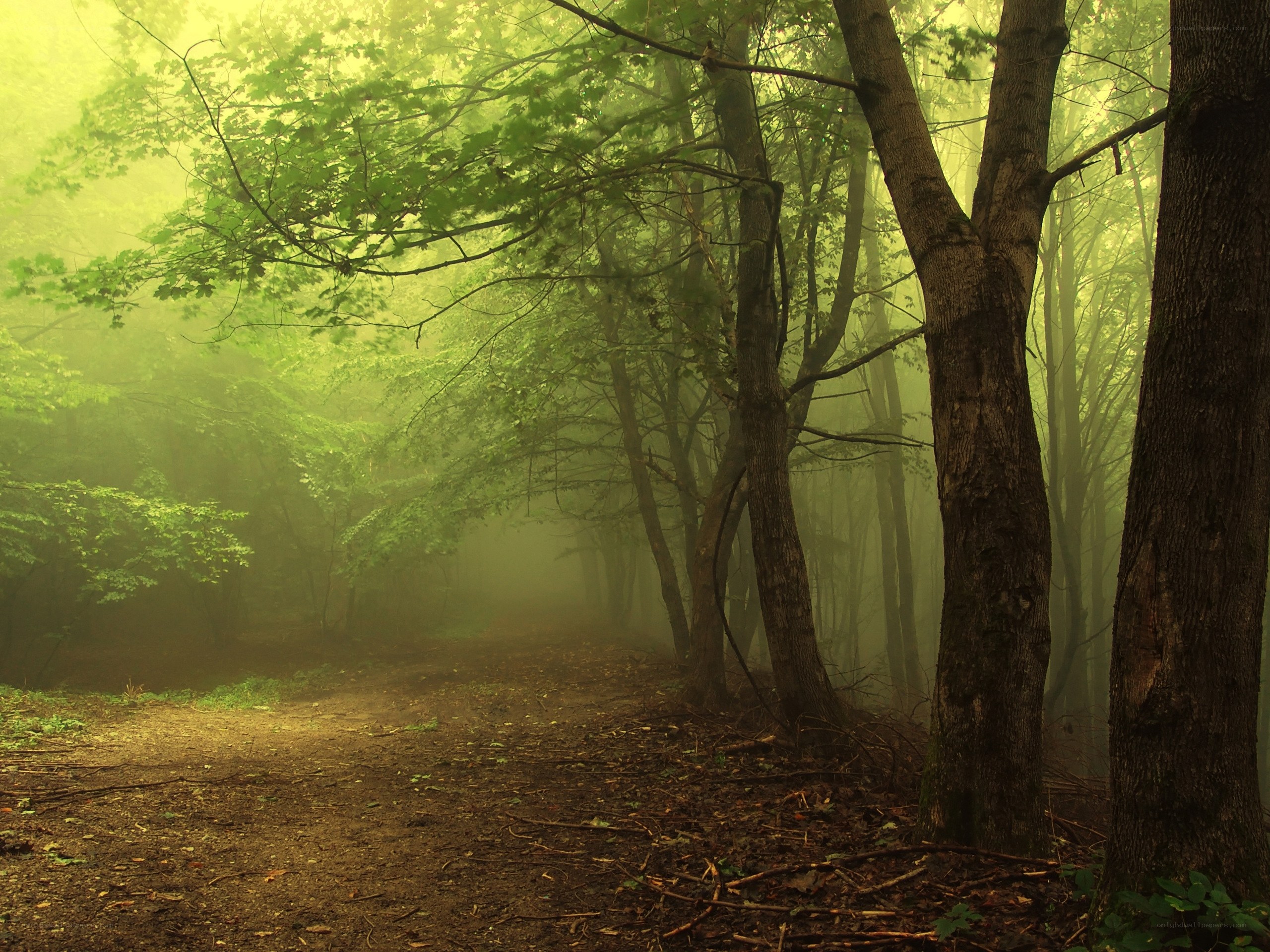 Misty forest path
