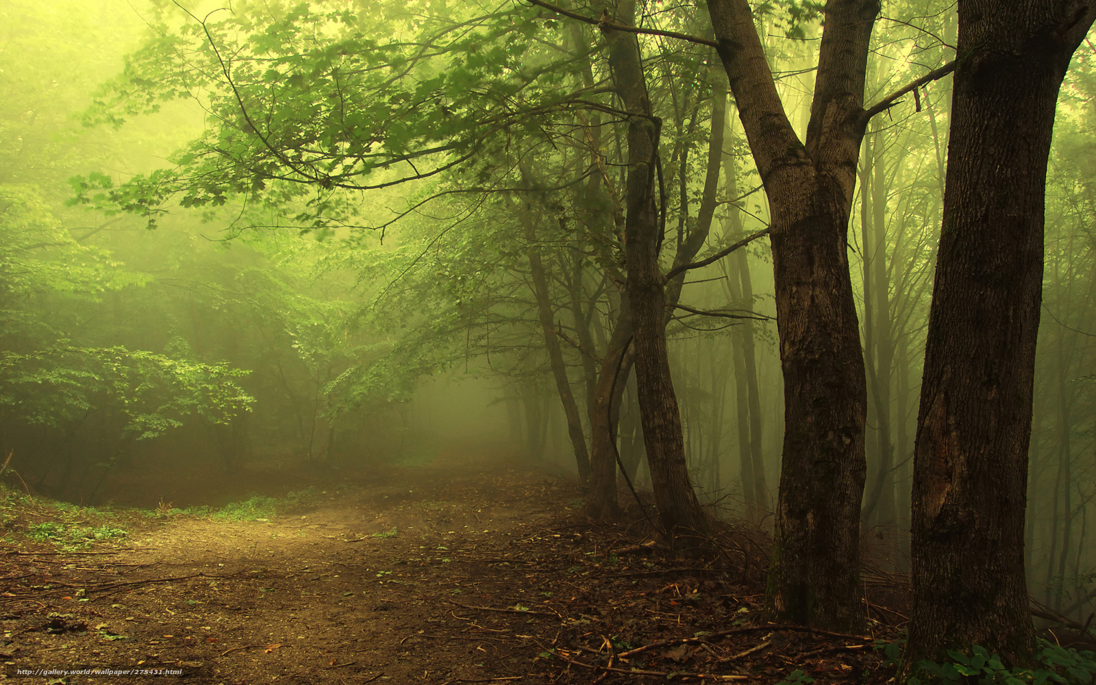 Misty forest path