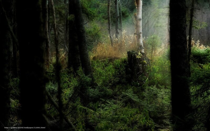Misty forest path