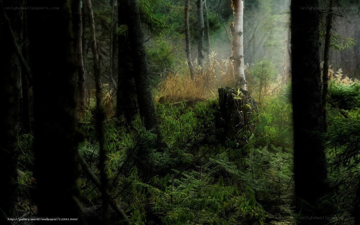 Misty forest path