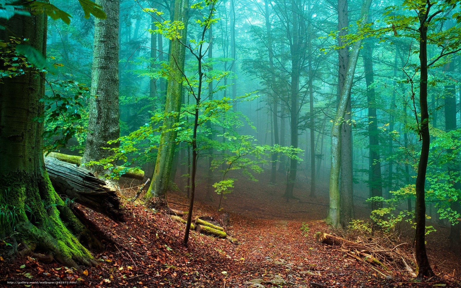 Misty forest path